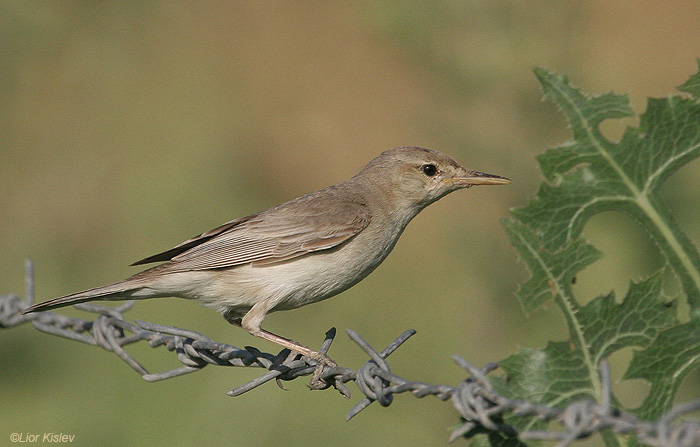    Olivaceous Warbler Hippolais pallida                , , 2009.: 